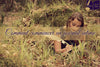 jeune fille qui commence à écrire dans un journal intime au milieu des hautes herbes avec une plume